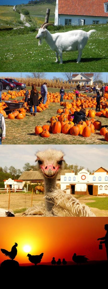 Farm Travel Farm Vacation Farm Holiday vojago